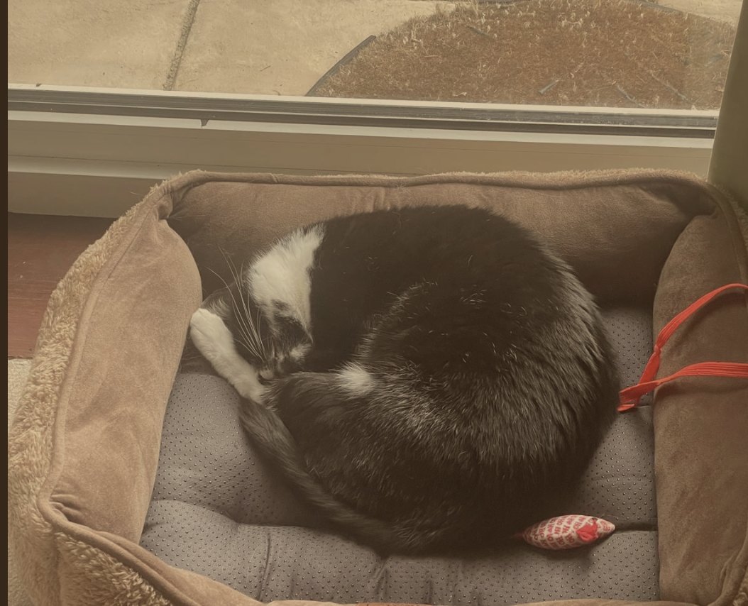Chicken curled up asleep