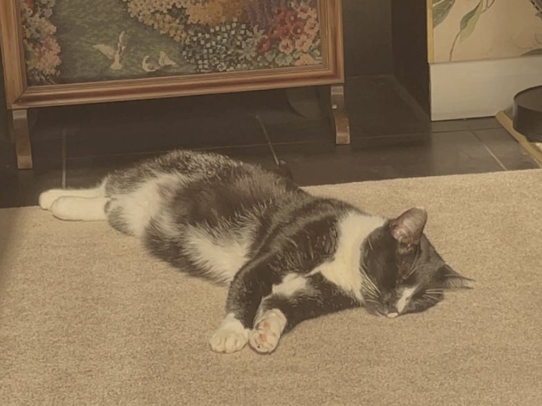 Chicken sunbathing